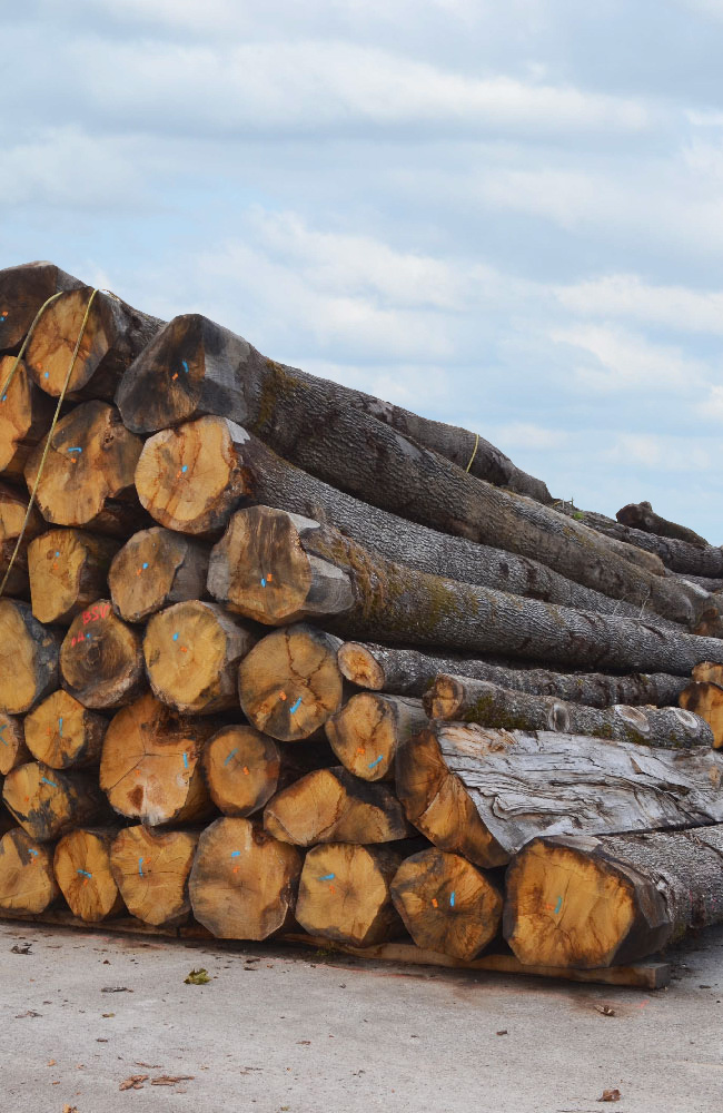 Troncs sur l'aire de stockage